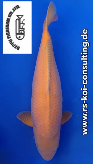 Beppu Super Mango Karashi #3