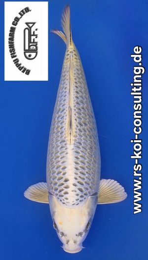 Beppu Silver Fox Mukashi