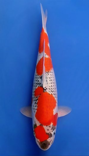 Tanaka Sansai Goshiki #1 – Bild 3