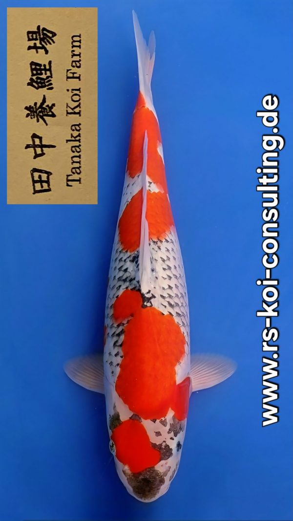 Screenshot_20251221_185102_Video Player(1)