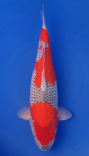 Tanaka Sansai Goshiki #2 – Bild 3