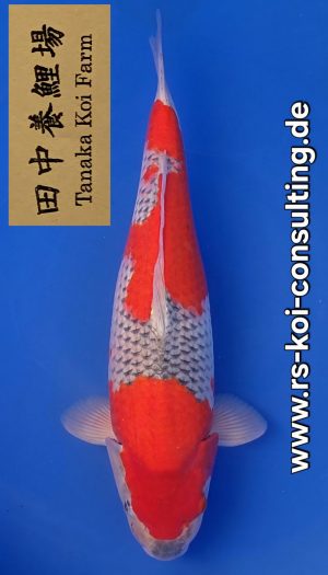 Tanaka Sansai Goshiki #2