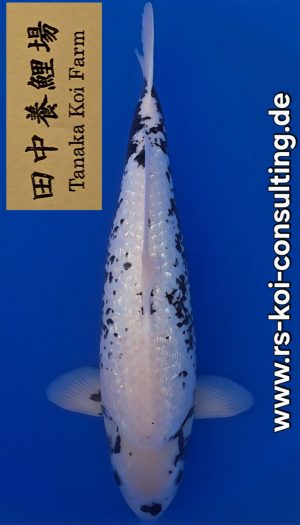 Tanaka Ginrin Matsukawabake