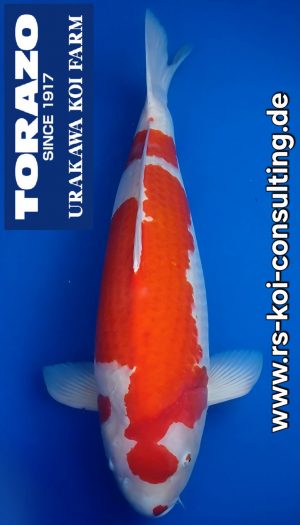 Torazo Kohaku - Rokusai