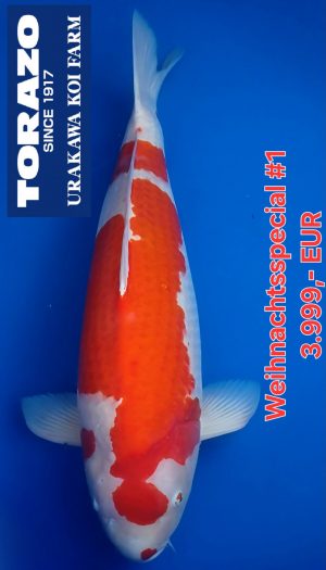 Torazo Kohaku - Weihnachtsspecial #1