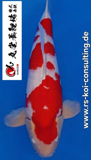 Marudo Sansai Kohaku Tategoi #303