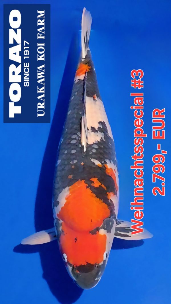 Screenshot_20251226_215226_Video Player(1)