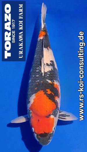 Torazo Showa - Gosai