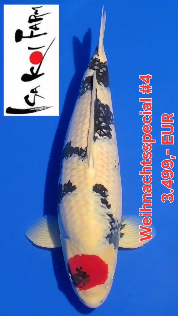 Screenshot_20251226_232141_Video Player(1)(1)(1)