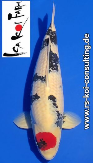 Isa Tancho Showa - Show-Yonsai – Bild 1