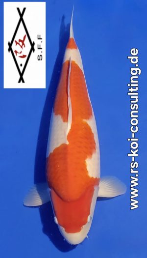 Sakai FF Kohaku Sansai #1