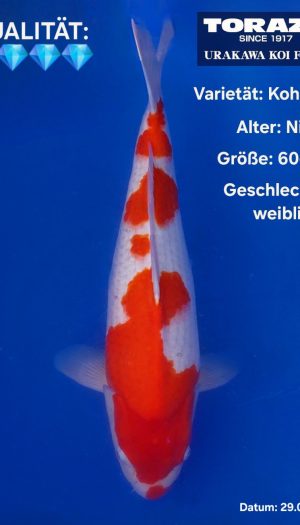Torazo Nisai Kohaku #209