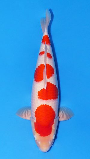 Nogami Kohaku EU-Show Nisai #1 – Bild 2