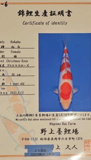 Nogami Kohaku EU-Show Nisai #1 – Bild 3