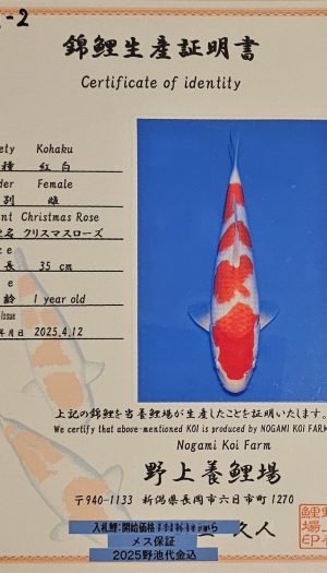 Nogami Kohaku Tategoi Nisai #1 – Bild 3