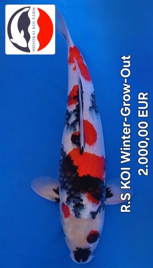 Hosokai Showa Winter Grow Out #01