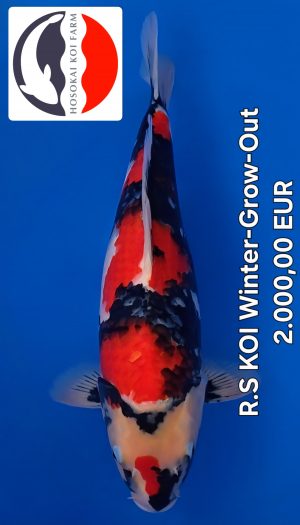 Hosokai Showa Winter Grow Out #05