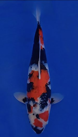 Hosokai Showa Winter Grow Out #04 – Bild 3