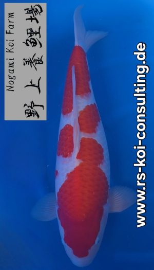 Nogami Kohaku Premium Nisai #1 – Bild 1