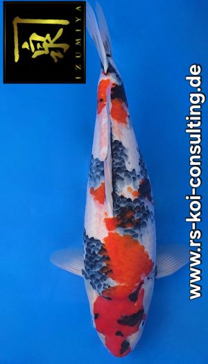 Izumiya (Isa) Top Choice Showa