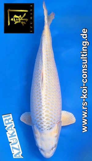 Izumiya Mukashi Show Azukari