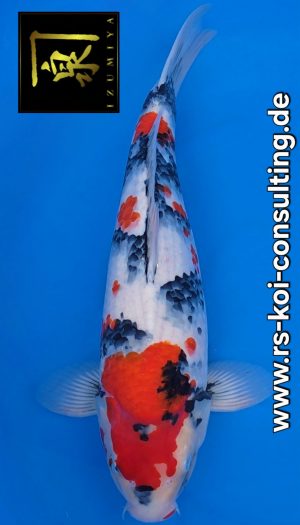 Izumiya (Isa) Premium Showa #1