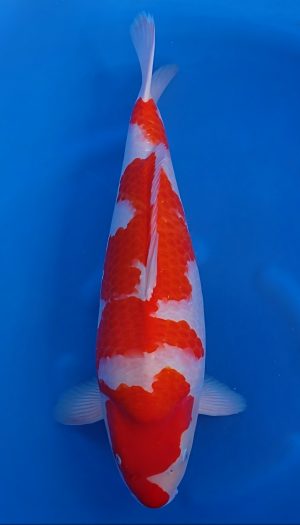 Nogami Kohaku Show Nisai #1 – Bild 2