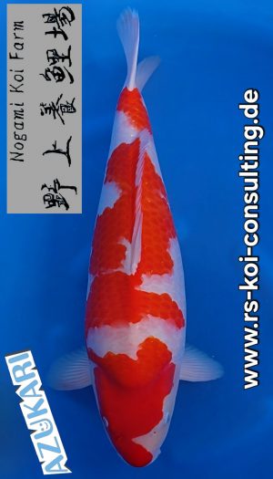 Nogami Kohaku Show Nisai #1 – Bild 1