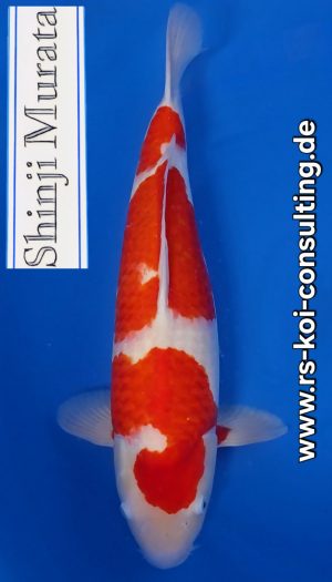 Murata Kohaku Premium Nisai #1