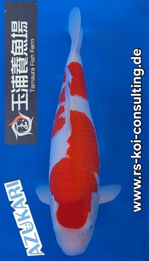 Tamaura Kohaku Show Nisai