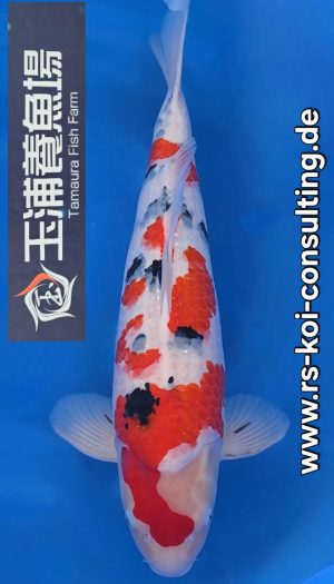 Tamaura Sanke Tategoi Sansai