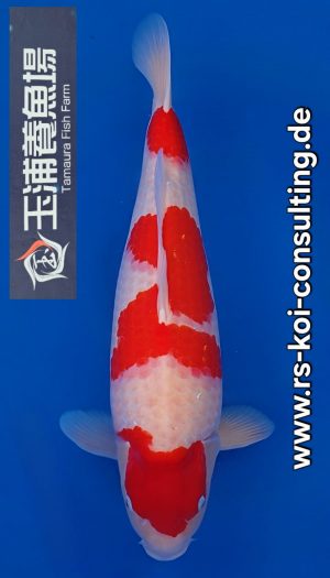 Tamaura Kohaku Premium Sansai