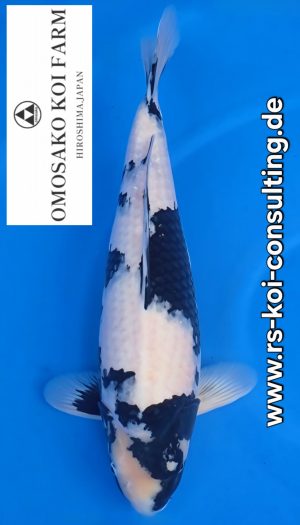 Omosako Shiro Premium Sansai #1