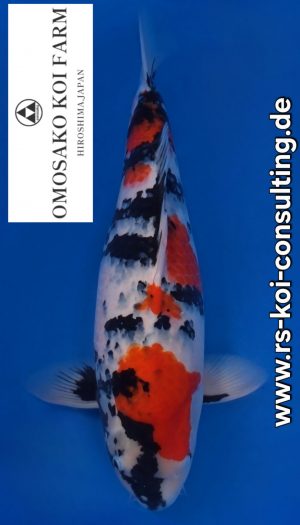 Omosako Showa Premium Sansai #1