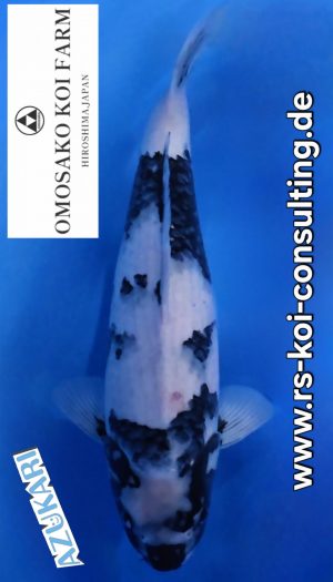 Omosako Shiro Show Tategoi Nisai #1