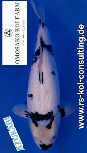 Omosako Shiro Tategoi Nisai #2