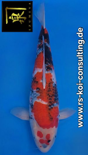 Izumiya (Isa) Premium Male Showa