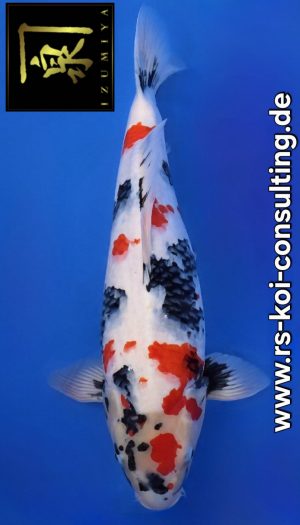 Izumiya (Isa) Premium Showa #2