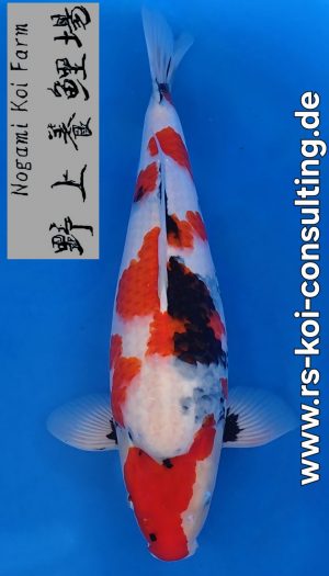 Nogami Showa Tategoi Nisai #1