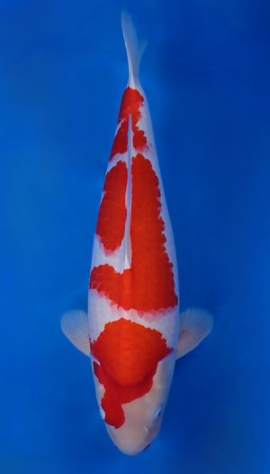 Nogami Kohaku Future Show Sansai – Bild 3