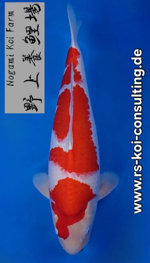 Nogami Kohaku Future Show Sansai