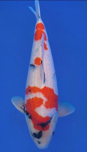 Nogami Showa Tategoi Sansai #1 – Bild 3