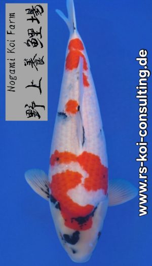 Nogami Showa Tategoi Sansai #1