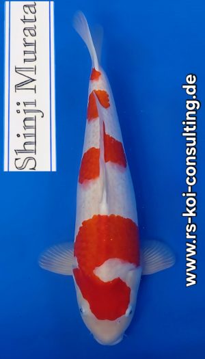 Murata Kohaku Top Nisai #1