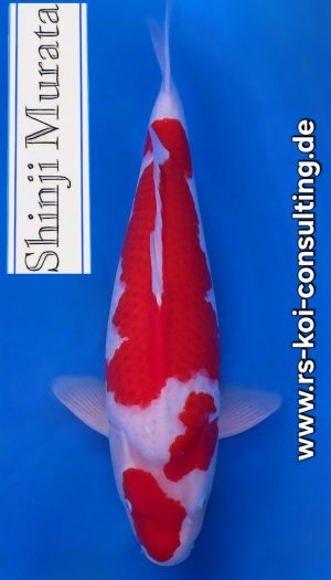 Murata Kohaku Premium Nisai #2