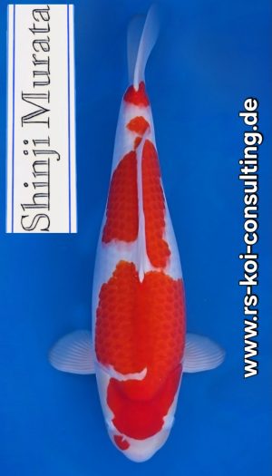 Murata Kohaku Show Nisai #1