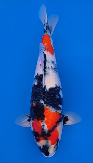 Nogami Showa Tategoi Nisai #2 – Bild 2