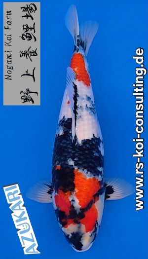 Nogami Showa Tategoi Nisai #2 – Bild 1