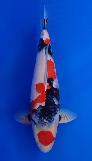 Nogami Showa Show Sansai – Bild 3