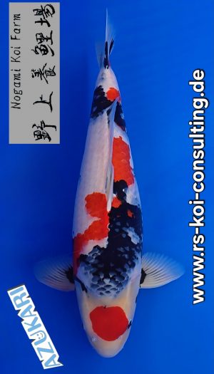 Nogami Showa Show Sansai